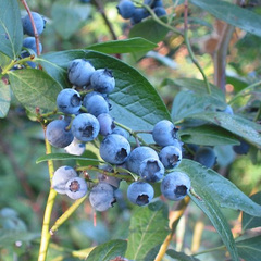 Vaccinium corymbosum