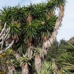 Yucca gigantea