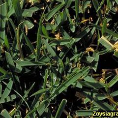Zoysia japonica