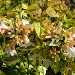 Abelia x grandiflora kaleidoscope