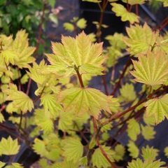 Acer circinatum sunglow