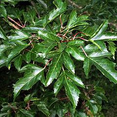 Acer tataricum subsp ginnala