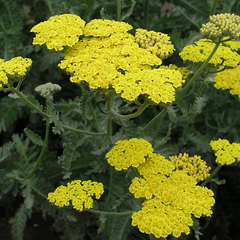 Achillea moonshine