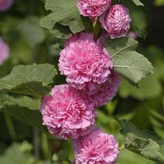 Alcea rosea chaters pink
