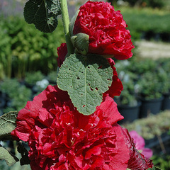 Alcea rosea chaters red