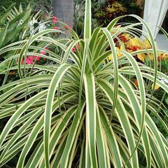 Beaucarnea recurvata variegata