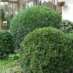 Buxus microhphylla wintergreen