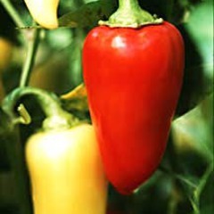 Capsicum annuum rio grande hot