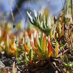 Carpobrotus aequilterus