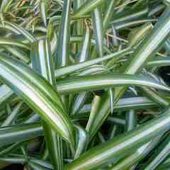 Chlorophytum comosum