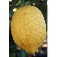 Citrus lemon tree