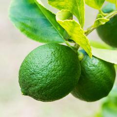 Citrus persian lime