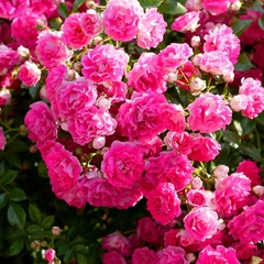 Climbing rose