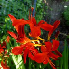 Crocosmia x lucifer