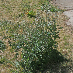 Eruca vesicaria subsp sativa