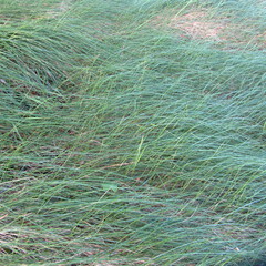 Festuca rubra commutata