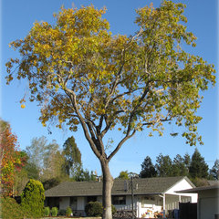 Fraxinus velutina