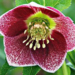 Helleborus pink parachutes