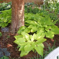 Hosta alston glenn