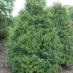 Ilex attenuata