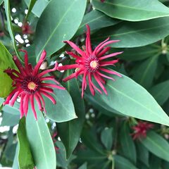 Illicium floridanum