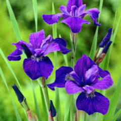 Iris sibirica caesars brother