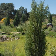 Juniperus scopulorum medora