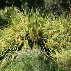 Lomandra lomlon