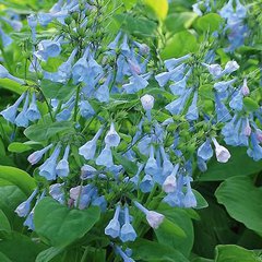 Mertensia virginica