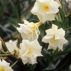 Nerium oleander mathilde ferrier
