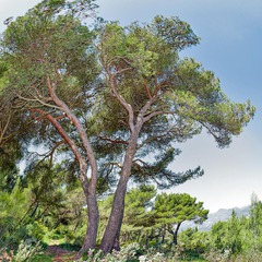 Pinus halepensis