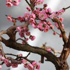 Prunus mume bonita