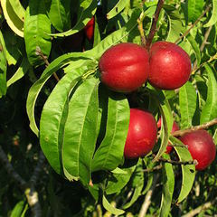 Prunus persica var nucipersica