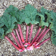 Rheum rhabarbarum