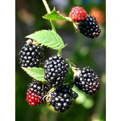 Rubus black satin