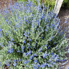 Salvia chamaedryoides marine blue