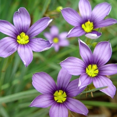 Sisyrinchium angustifolium lucerne