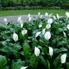 Spathiphyllum wallisii