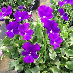 Viola purple showers