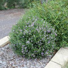 Westringia fruticosa