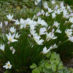 Zephyranthes candida